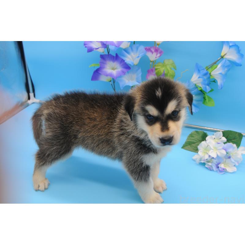 販売中の岡山県のミックス犬-399893の5枚目
